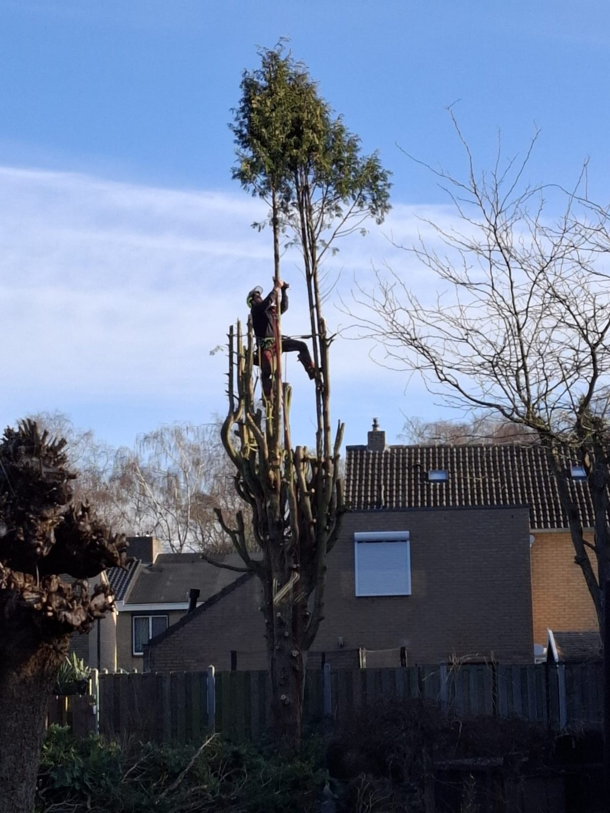 Klimmer bovenin een hoge, ingekorte boom naast een huis