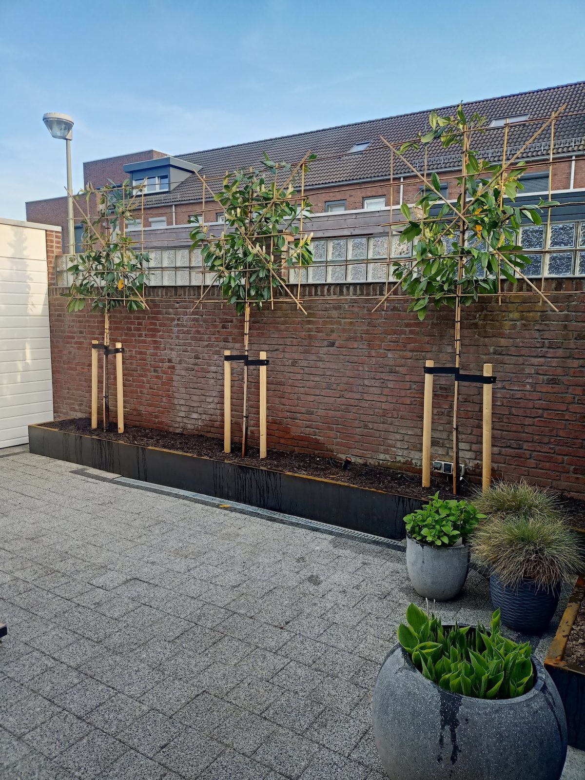 Drie jonge bomen tegen een bakstenen muur op een terras