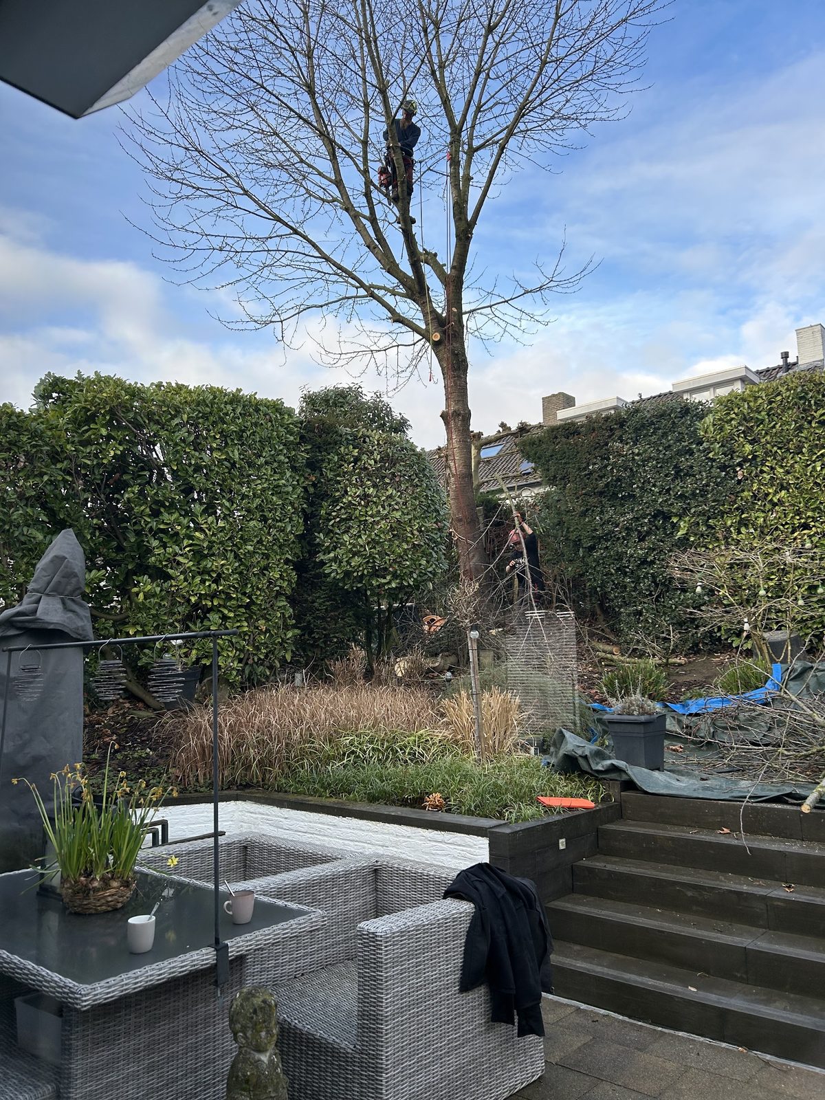 Klimmer hoog in een kale boom boven een terras