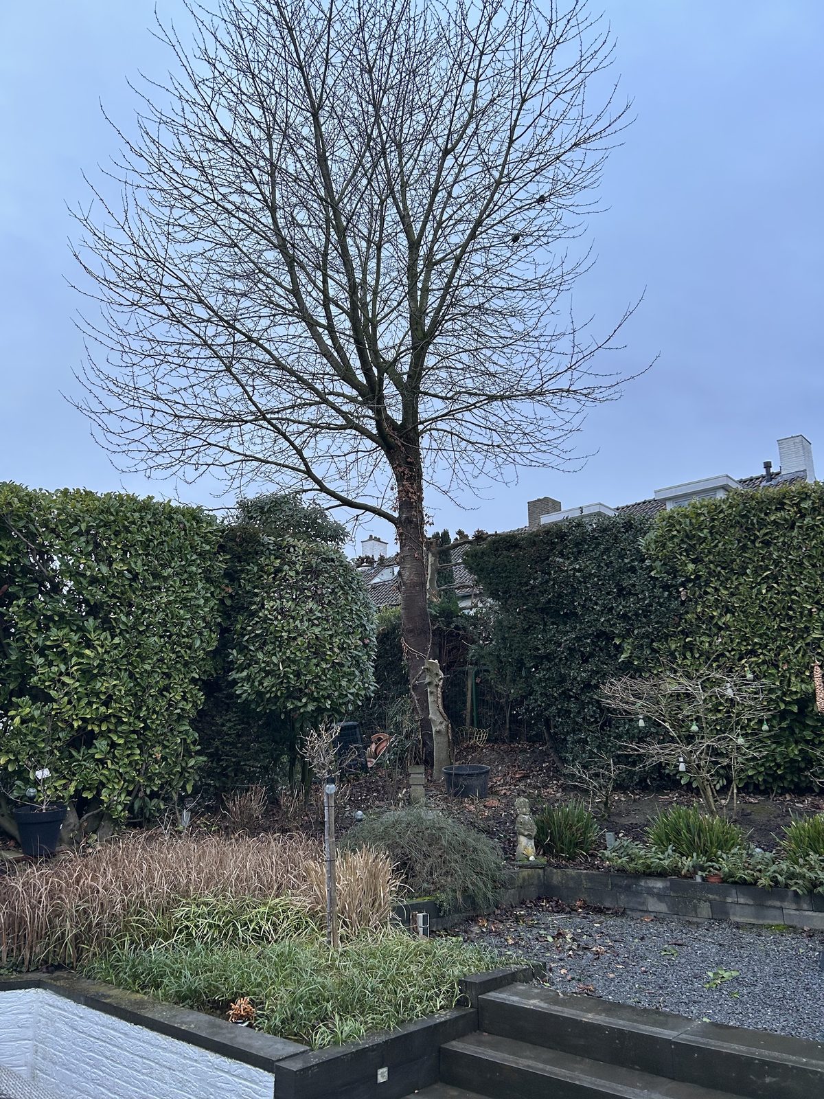 Grote kale boom in een achtertuin